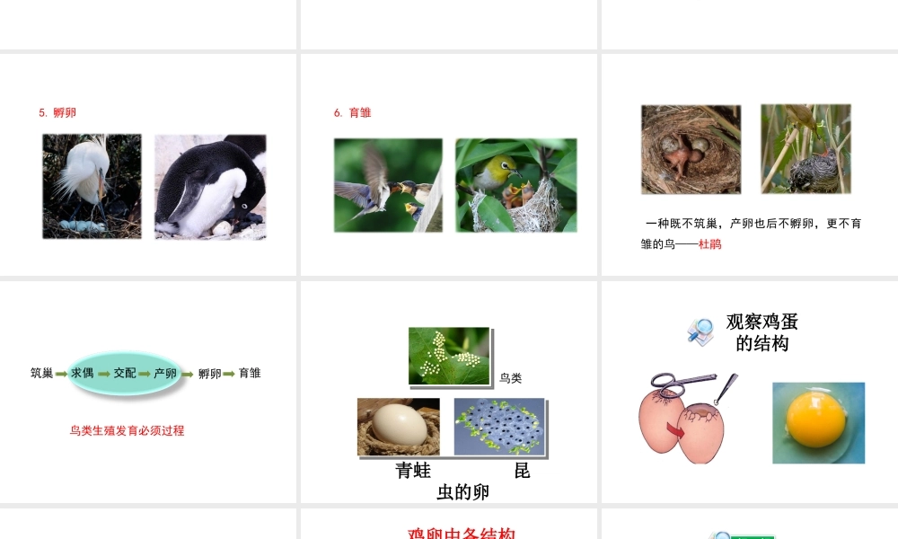 八年级生物上册 第四单元 第二章 第3节《鸟的生殖和发育》课件 （新版）济南版-（新版）济南级上册生物课件