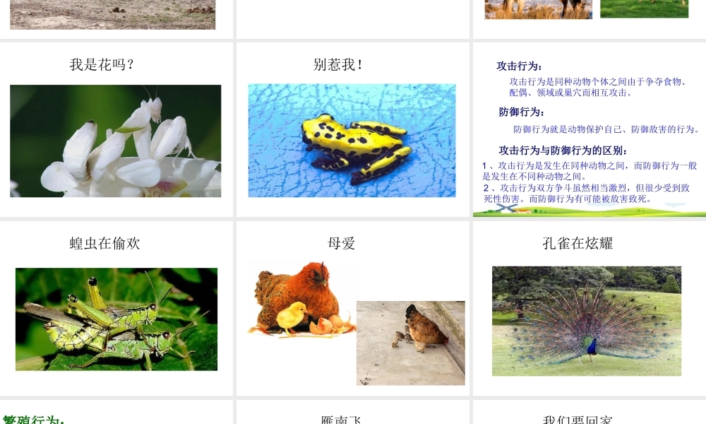 八年级生物上册 第四单元 第二章 第二节 动物行为的类型课件 冀少版-人教版初中八年级上册生物课件