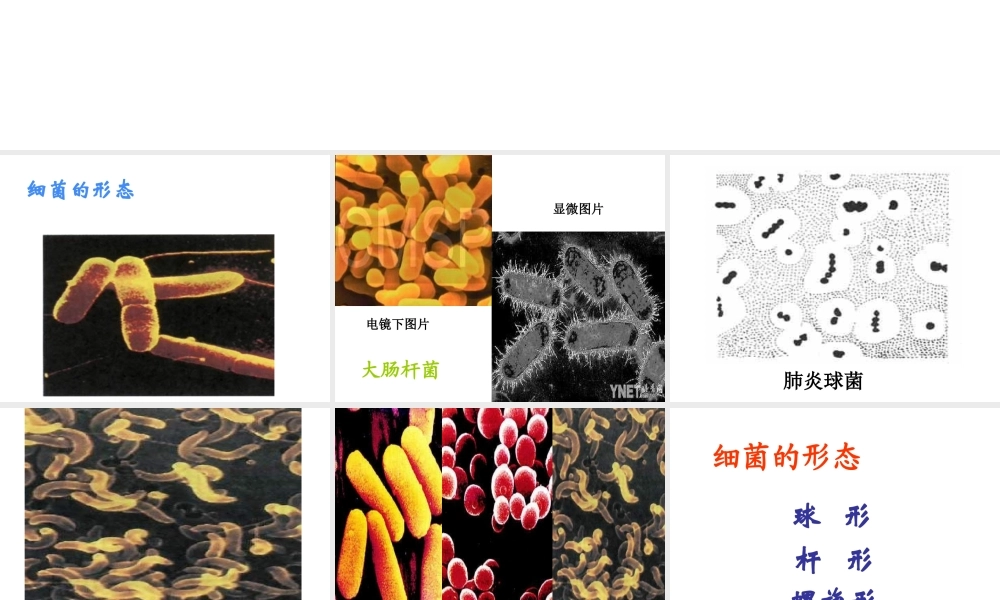 八年级生物上册 第五单元 第一章 细菌的控制和利用课件 冀教版-冀教级上册生物课件