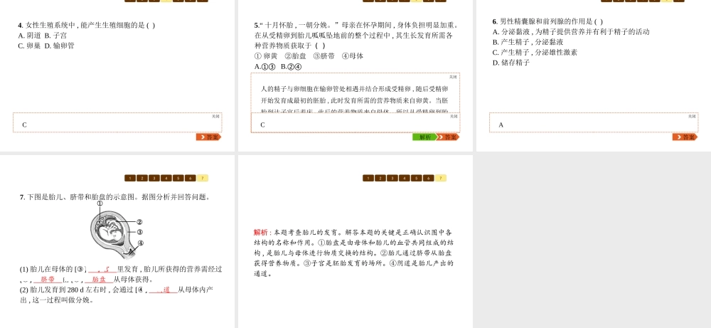 八年级生物上册 第六单元 第19章 第1节 人的生殖和发育（第1课时 人的生殖系统及新生命的孕育）课件 （新版）北师大版-（新版）北师大级上册生物课件
