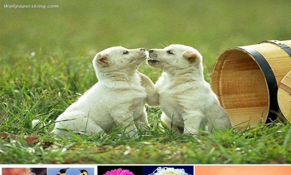 八年级生物上册 第第1节 遗传和变异的现象课件 北师大版-北师大级上册生物课件