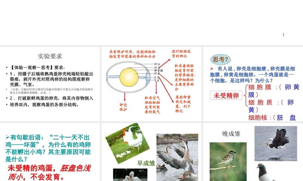 八年级生物上册 第四单元 第二章 第三节 鸟的生殖和发育课件 （新版）济南版-（新版）济南版初中八年级上册生物课件