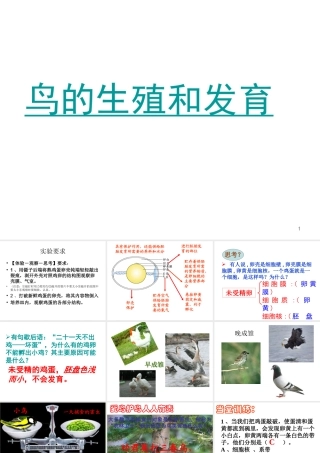 八年级生物上册 第四单元 第二章 第三节 鸟的生殖和发育课件 （新版）济南版-（新版）济南级上册生物课件