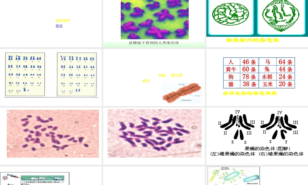 八年级生物上册 第第2节 性状遗传的物质基础课件 北师大版-北师大级上册生物课件