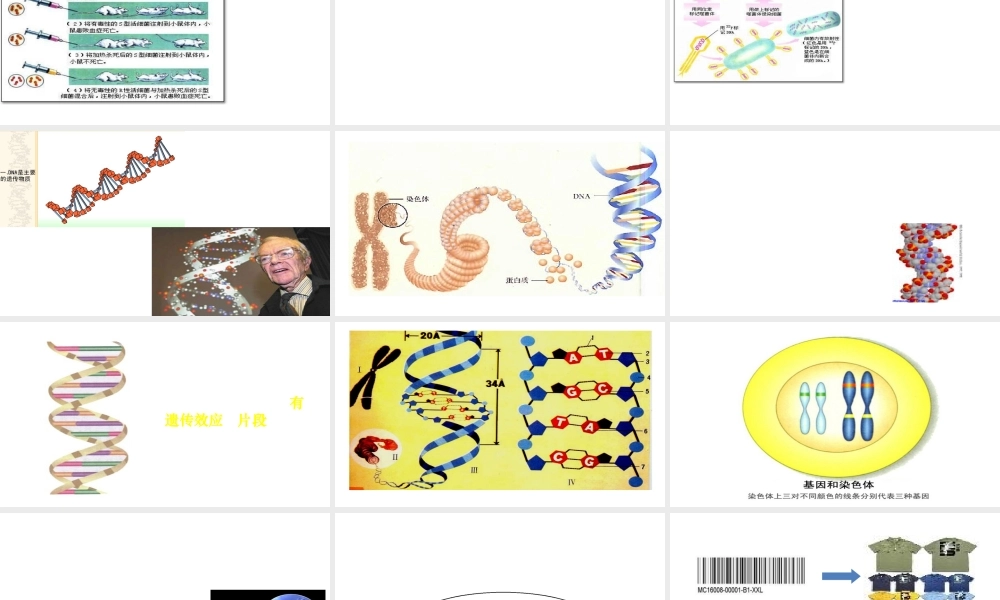 八年级生物上册 第第2节 性状遗传的物质基础课件 北师大版-北师大级上册生物课件