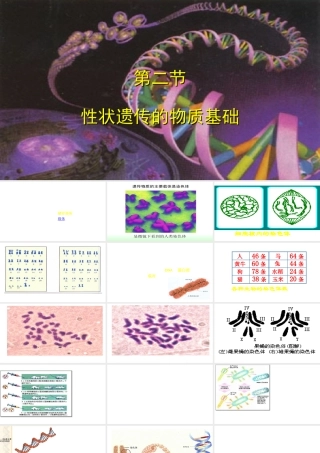 八年级生物上册 第第2节 性状遗传的物质基础课件 北师大版-北师大级上册生物课件