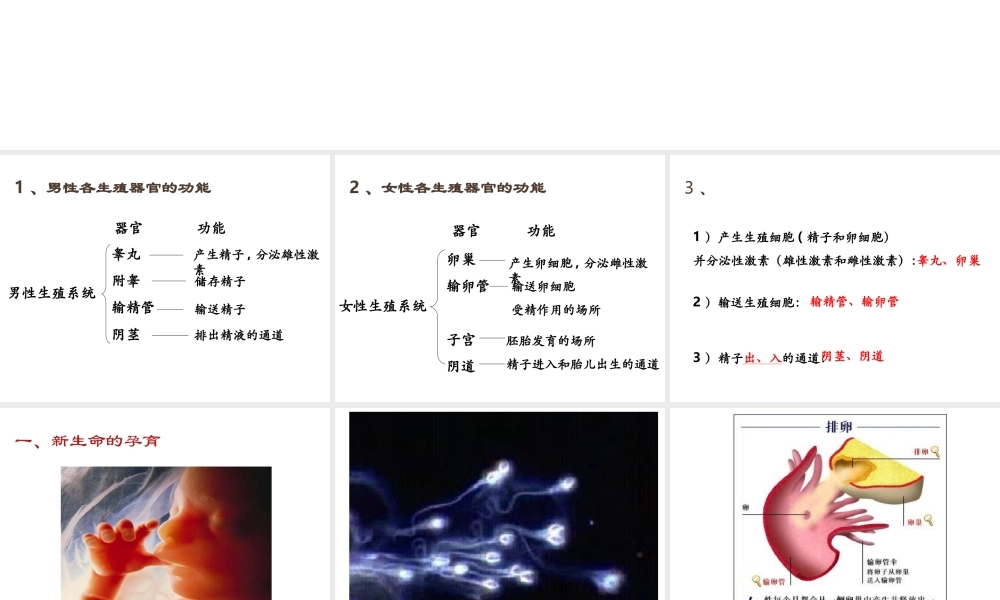 八年级生物上册 第六单元 第19章 第1节 人的生殖和发育（第2课时 新生命的孕育及出生后的发育）教学课件 北师大版-北师大级上册生物课件
