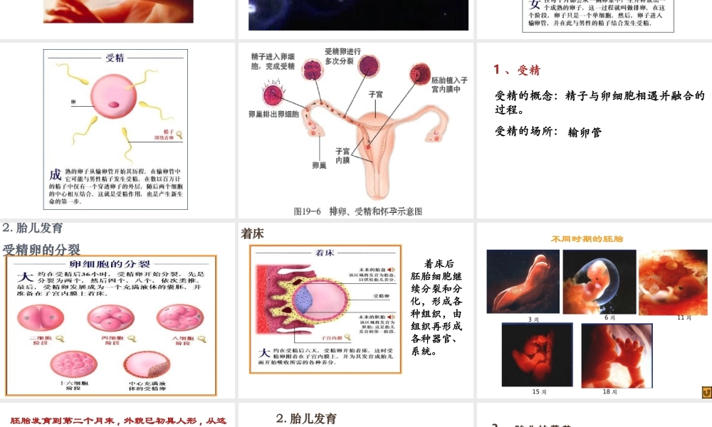 八年级生物上册 第六单元 第19章 第1节 人的生殖和发育（第2课时 新生命的孕育及出生后的发育）教学课件 北师大版-北师大级上册生物课件
