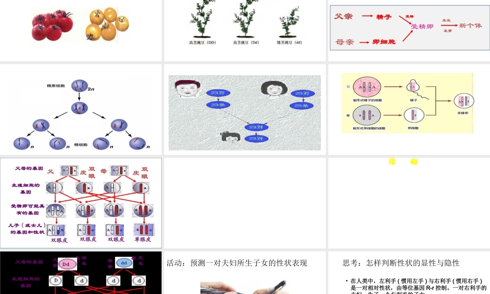 八年级生物上册 第第3节 性状遗传有一定的规律性课件 北师大版-北师大级上册生物课件