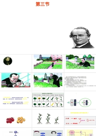 八年级生物上册 第第3节 性状遗传有一定的规律性课件 北师大版-北师大级上册生物课件