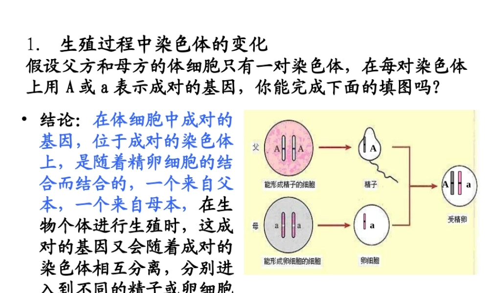 八年级生物上册 第第4节 性别和性别决定课件 （新版）北师大版-（新版）北师大级上册生物课件