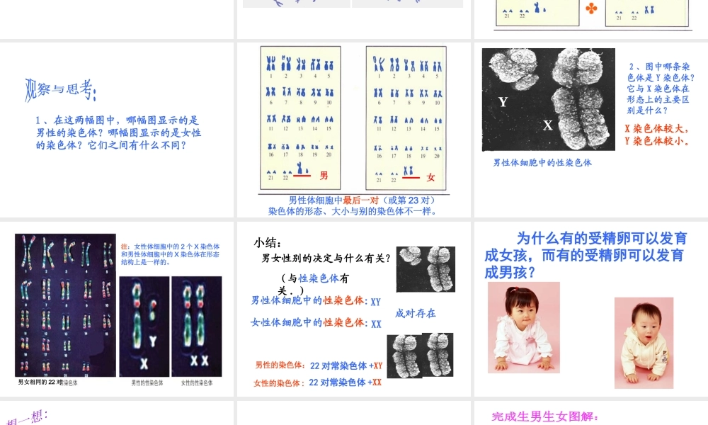 八年级生物上册 第第4节 性别和性别决定课件 （新版）北师大版-（新版）北师大级上册生物课件
