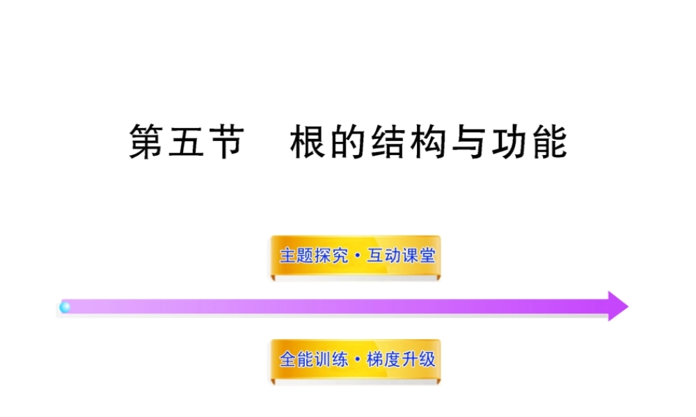 八年级生物上册 第四单元 第二章 第五节 根的结构与功能课件 济南版