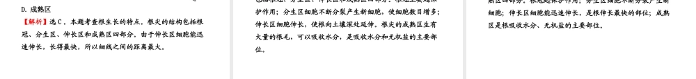 八年级生物上册 第四单元 第二章 第五节 根的结构与功能课件 济南版