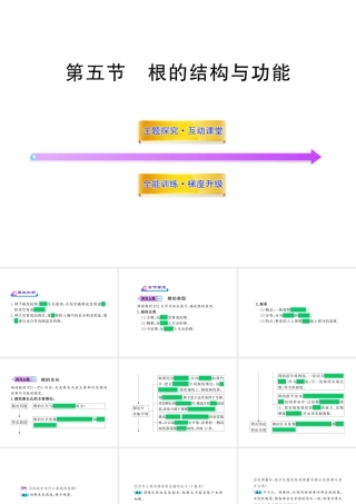 八年级生物上册 第四单元 第二章 第五节 根的结构与功能课件 济南版