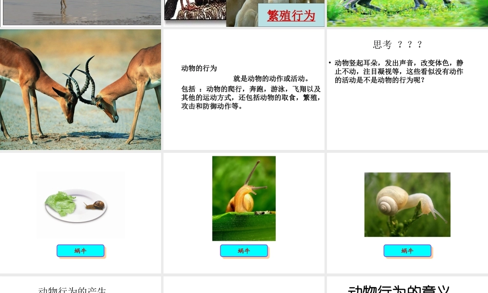八年级生物上册 第四单元 第二章 第一节 动物行为的特点课件 冀少版-人教版初中八年级上册生物课件