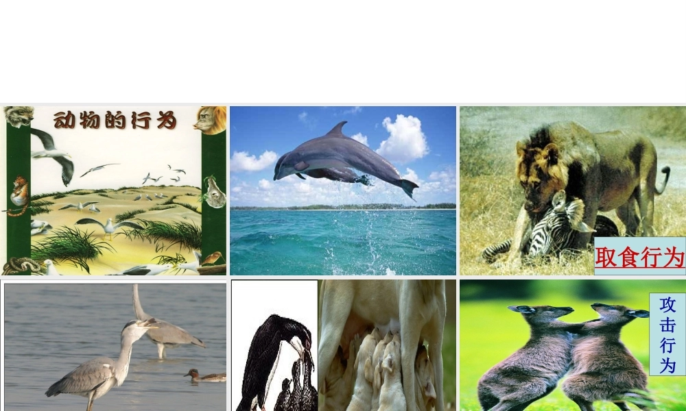 八年级生物上册 第四单元 第二章 第一节 动物行为的特点课件 冀少版-人教级上册生物课件