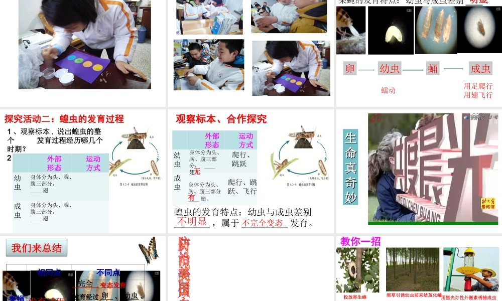 八年级生物上册 第四单元 第二章 第一节 昆虫的生殖和发育课件 （新版）济南版-（新版）济南版初中八年级上册生物课件