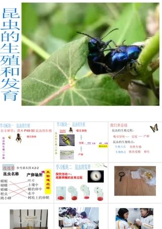 八年级生物上册 第四单元 第二章 第一节 昆虫的生殖和发育课件 （新版）济南版-（新版）济南版初中八年级上册生物课件