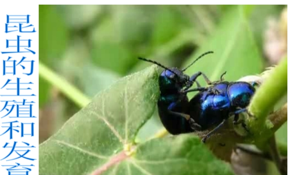 八年级生物上册 第四单元 第二章 第一节 昆虫的生殖和发育课件 （新版）济南版-（新版）济南级上册生物课件