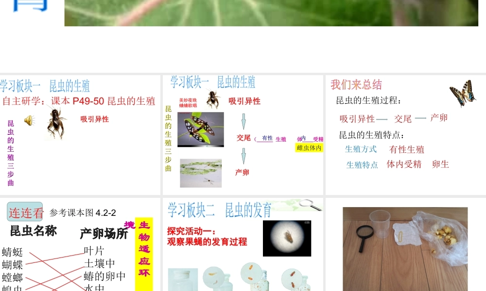 八年级生物上册 第四单元 第二章 第一节 昆虫的生殖和发育课件 （新版）济南版-（新版）济南级上册生物课件