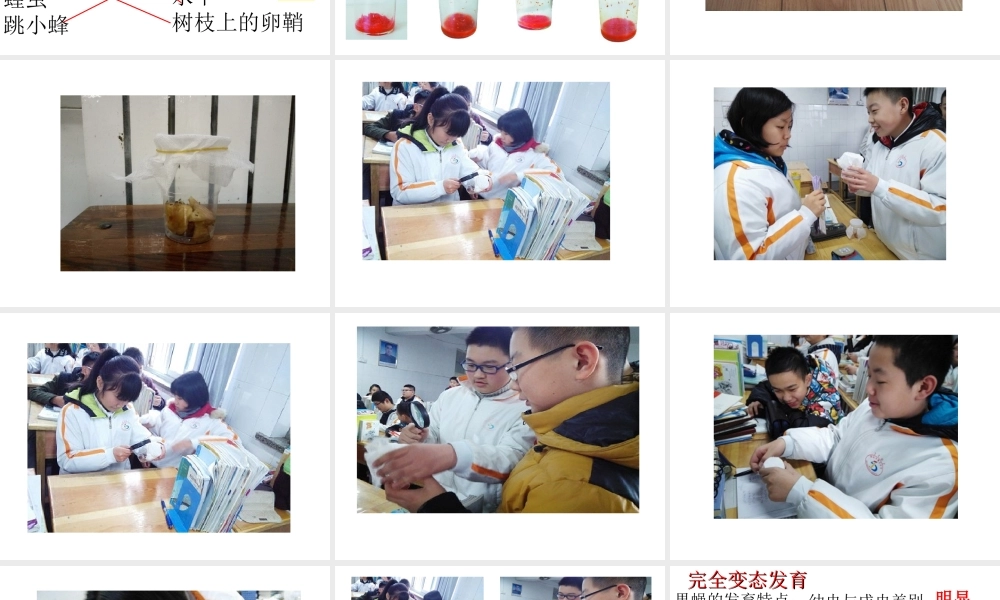 八年级生物上册 第四单元 第二章 第一节 昆虫的生殖和发育课件 （新版）济南版-（新版）济南级上册生物课件