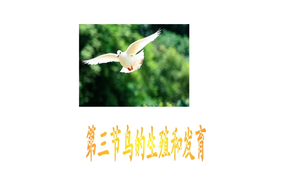 八年级生物上册 第四单元第二章鸟的生殖和发育课件 济南版