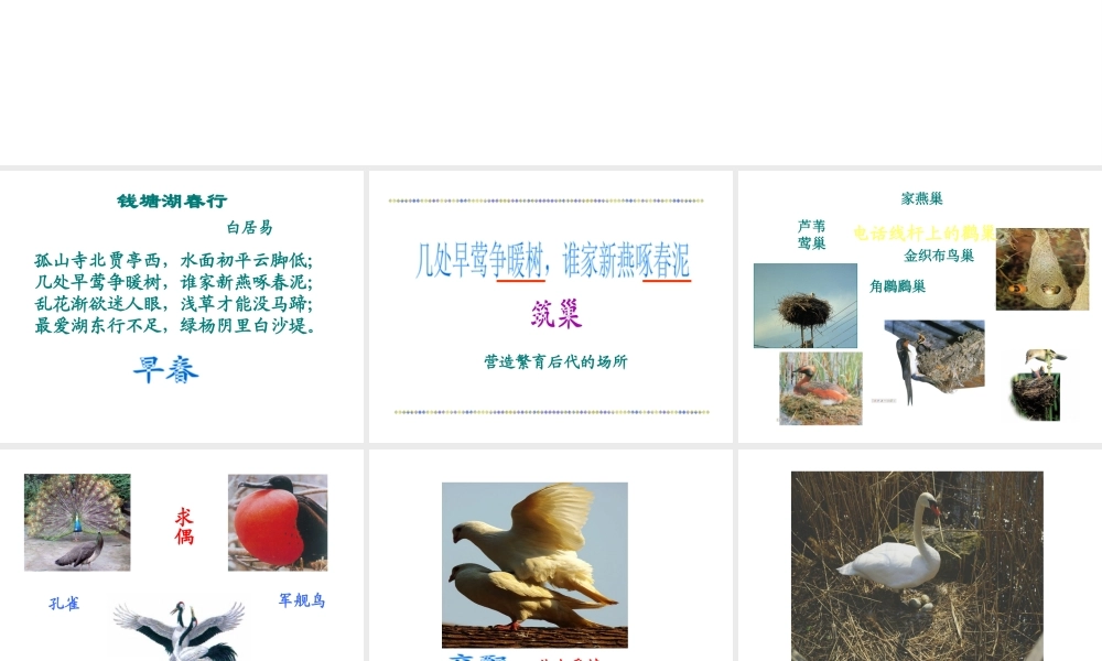 八年级生物上册 第四单元第二章鸟的生殖和发育课件 济南版