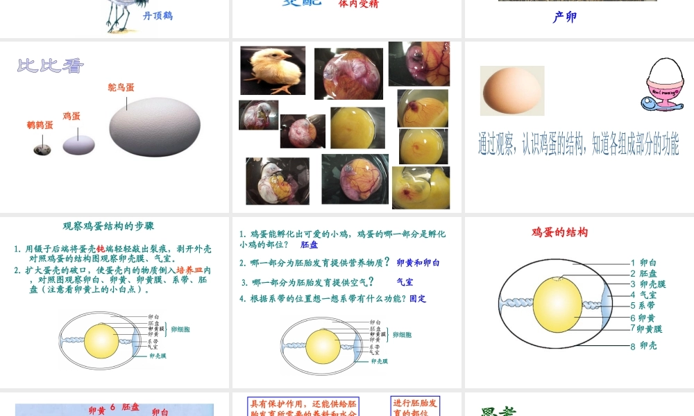 八年级生物上册 第四单元第二章鸟的生殖和发育课件 济南版