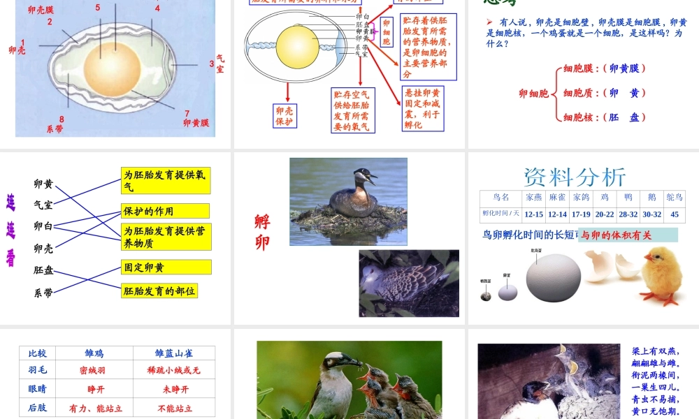 八年级生物上册 第四单元第二章鸟的生殖和发育课件 济南版