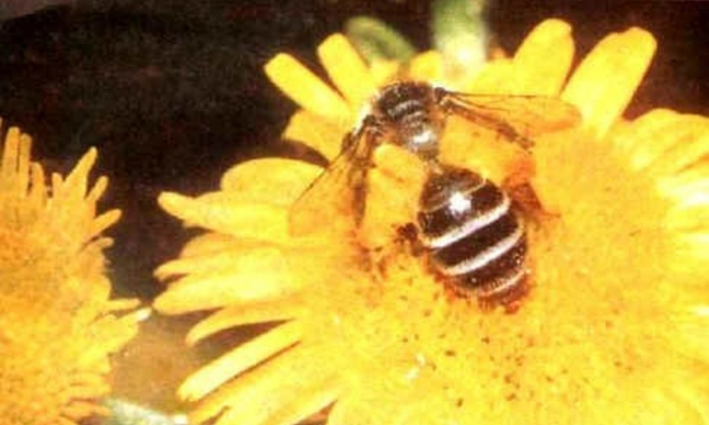 八年级生物上册 第五单元 第二章 第二节《先天性行为和学习行为》课件2 （新版）新人教版