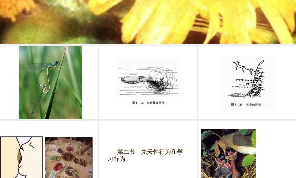 八年级生物上册 第五单元 第二章 第二节《先天性行为和学习行为》课件2 （新版）新人教版