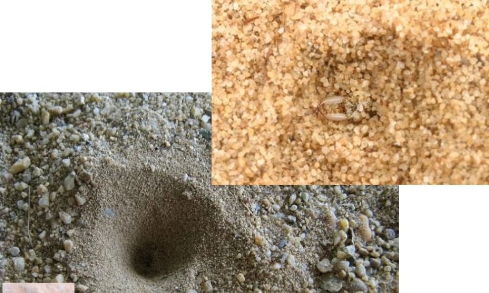 八年级生物上册 第四单元 第二章 动物行为课件 冀教版-冀教级上册生物课件