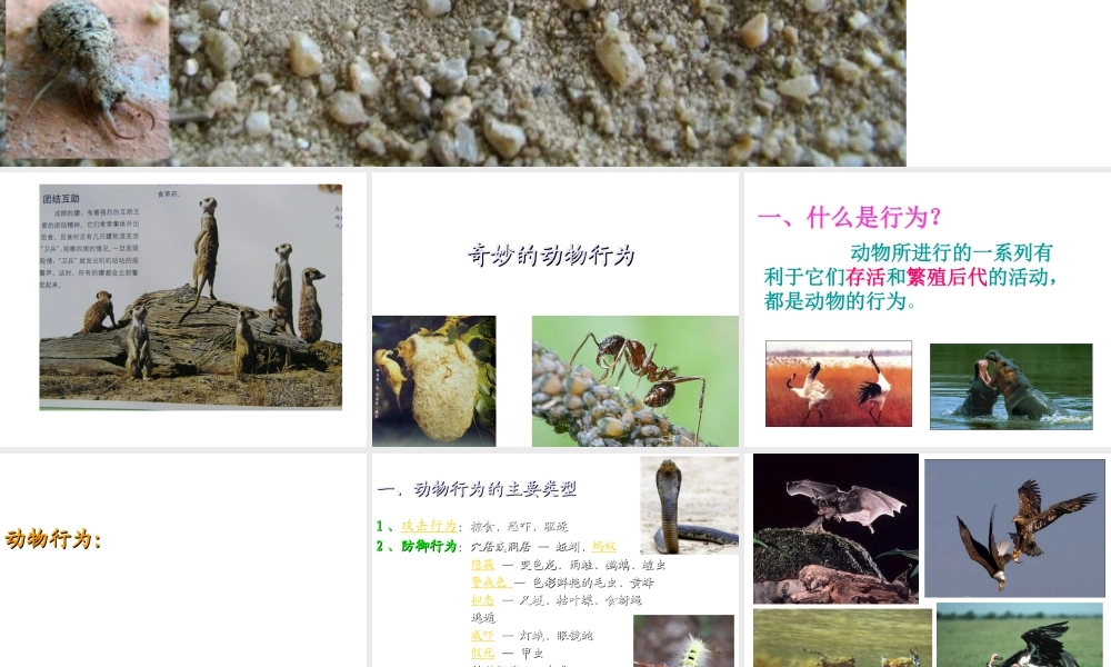 八年级生物上册 第四单元 第二章 动物行为课件 冀教版-冀教级上册生物课件