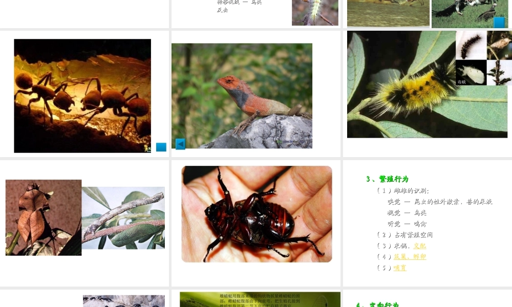 八年级生物上册 第四单元 第二章 动物行为课件 冀教版-冀教级上册生物课件