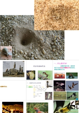 八年级生物上册 第四单元 第二章 动物行为课件 冀教版-冀教级上册生物课件