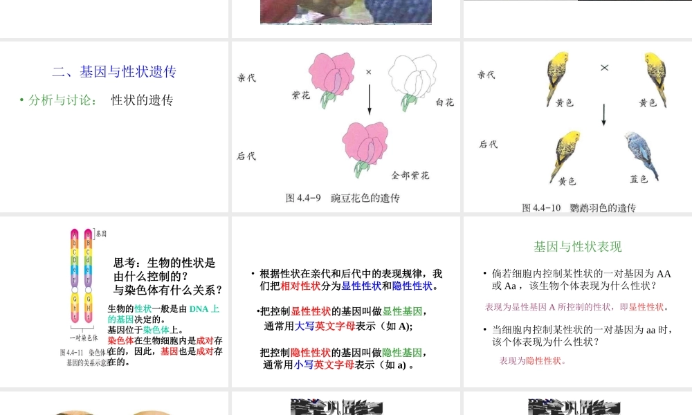 八年级生物上册 第四单元第四章 第三节性状的遗传课件 济南版