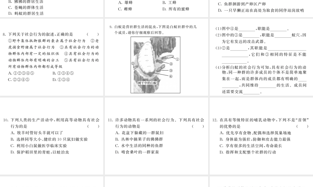 八年级生物上册 第五单元 第二章 第三节 社会行为（第1课时 社会行为的特征）习题课件 （新版）新人教版-（新版）新人教版初中八年级上册生物课件