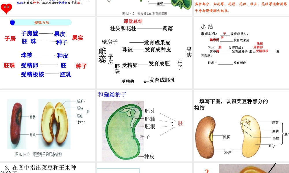 八年级生物上册 第四单元 第三节 果实和种子的形成课件 （新版）济南版-（新版）济南版初中八年级上册生物课件