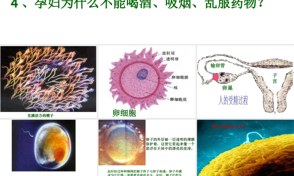 八年级生物上册 第六单元 第三章 第三节 人的生殖和胚胎发育课件 新人教版