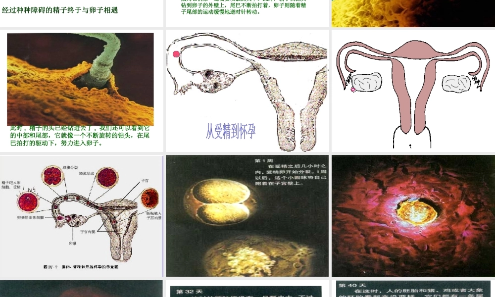 八年级生物上册 第六单元 第三章 第三节 人的生殖和胚胎发育课件 新人教版