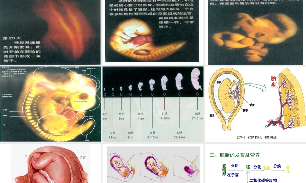 八年级生物上册 第六单元 第三章 第三节 人的生殖和胚胎发育课件 新人教版