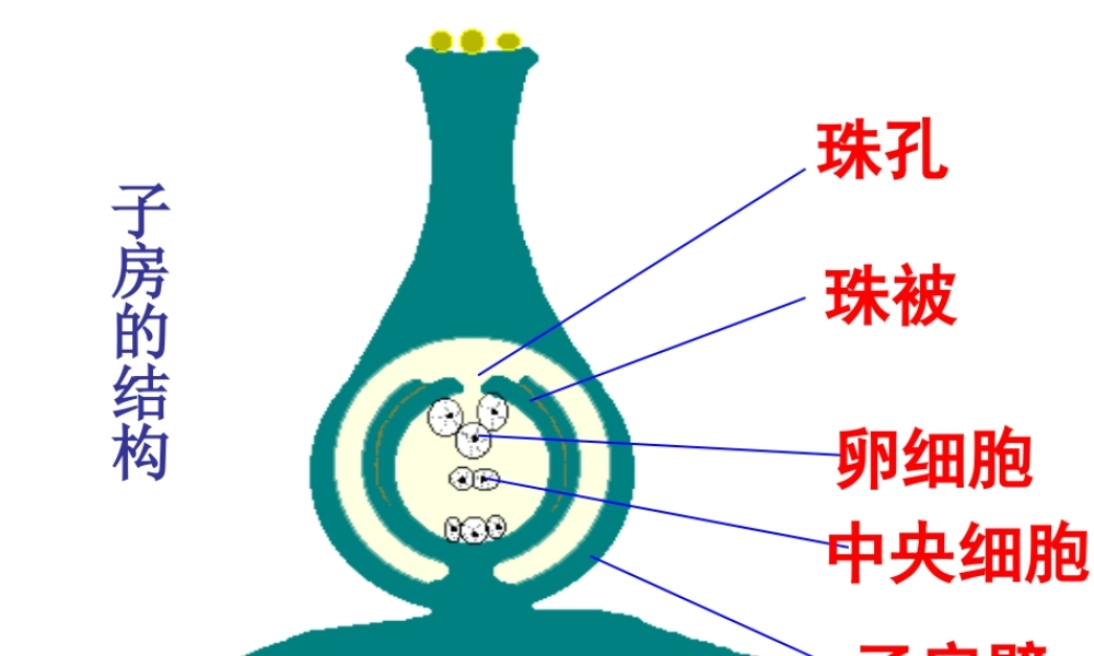 八年级生物上册 第四单元 第三节 果实和种子的形成课件 （新版）济南版-（新版）济南级上册生物课件