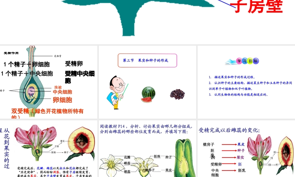 八年级生物上册 第四单元 第三节 果实和种子的形成课件 （新版）济南版-（新版）济南级上册生物课件