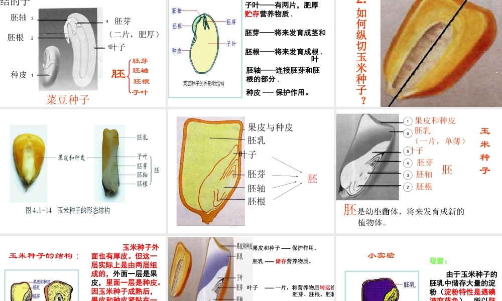 八年级生物上册 第四单元 第三节 果实和种子的形成课件 （新版）济南版-（新版）济南级上册生物课件