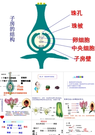 八年级生物上册 第四单元 第三节 果实和种子的形成课件 （新版）济南版-（新版）济南级上册生物课件
