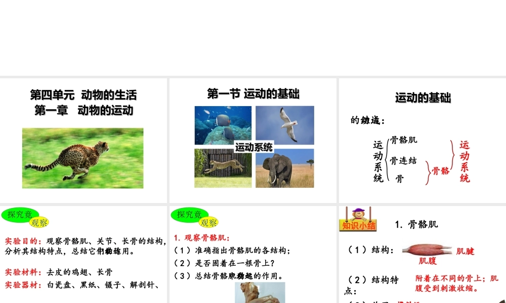 八年级生物上册 第四单元第一章 第一节 运动的基础课件 （新版）冀教版-（新版）冀教版初中八年级上册生物课件
