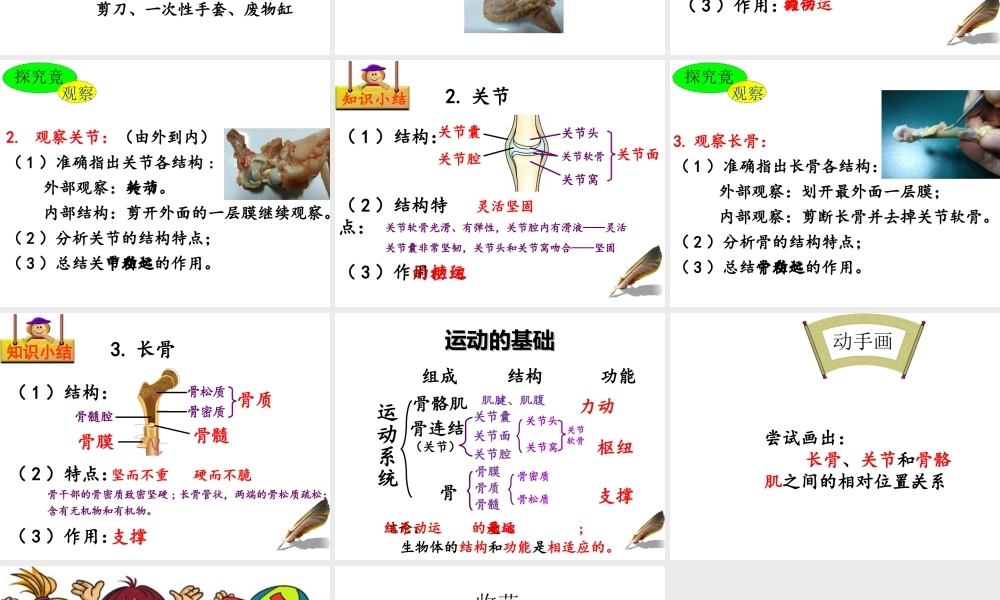 八年级生物上册 第四单元第一章 第一节 运动的基础课件 （新版）冀教版-（新版）冀教版初中八年级上册生物课件