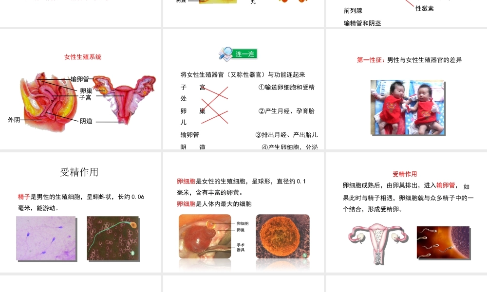 八年级生物上册 第四单元 第三章 第1节《婴儿的诞生》课件 （新版）济南版-（新版）济南级上册生物课件