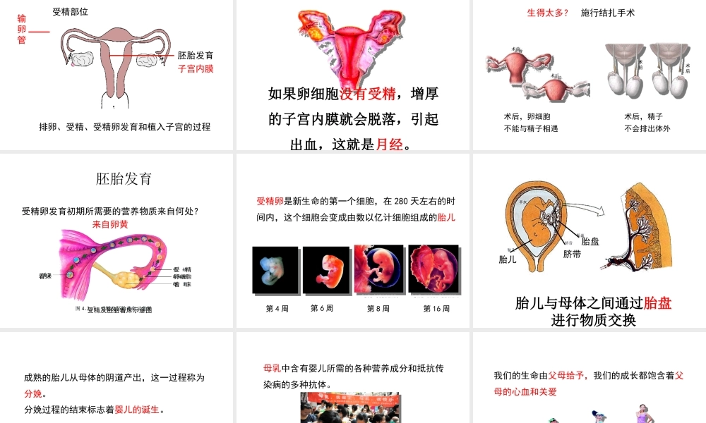 八年级生物上册 第四单元 第三章 第1节《婴儿的诞生》课件 （新版）济南版-（新版）济南级上册生物课件